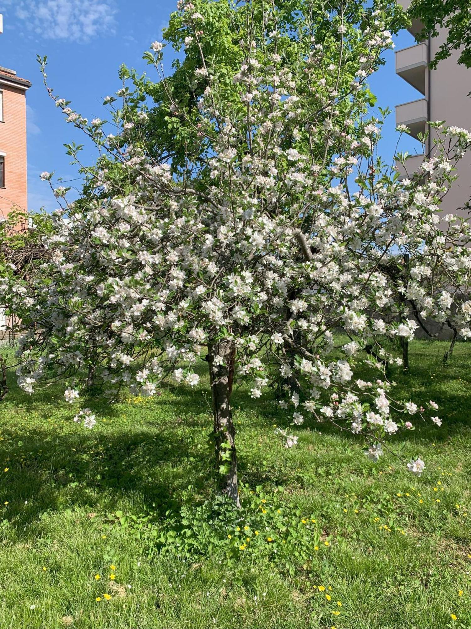 Paradisa28 - Amalfi - Zona Ospedale Cisanello Pisa Kültér fotó
