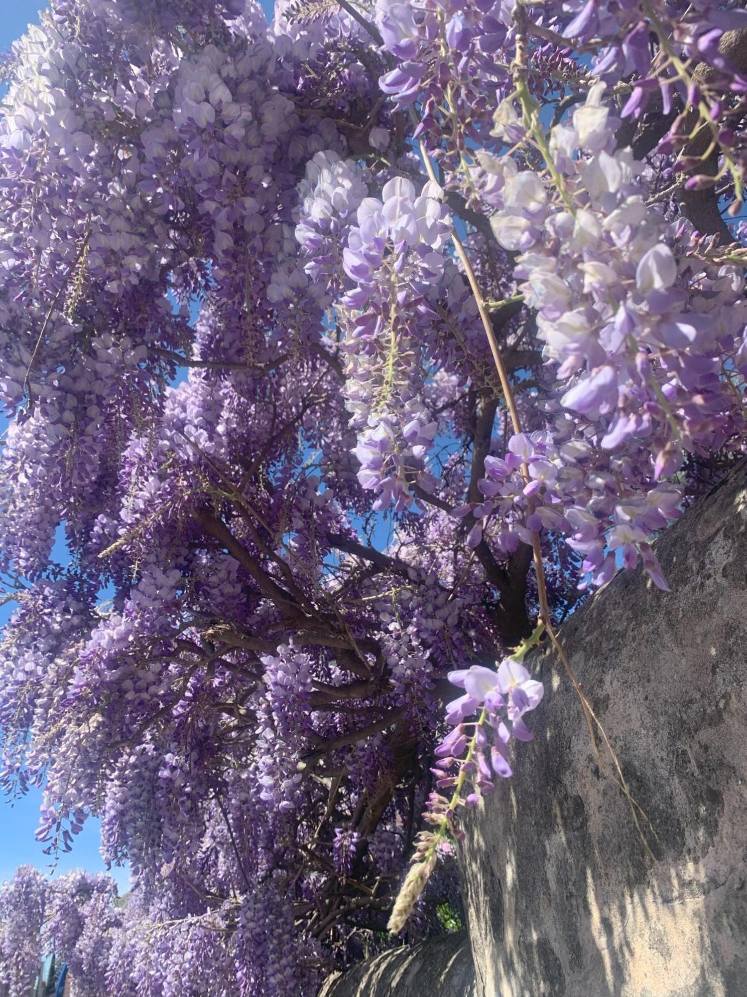 Paradisa28 - Amalfi - Zona Ospedale Cisanello Pisa Kültér fotó